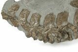 Jurassic Crocodile (Steneosaurus) Vertebrae & Scutes - England #242197-4